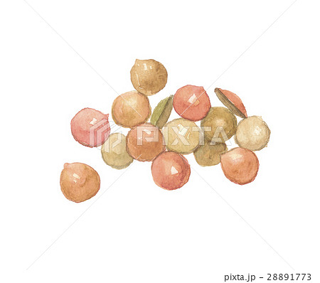 レンズ豆 28891773