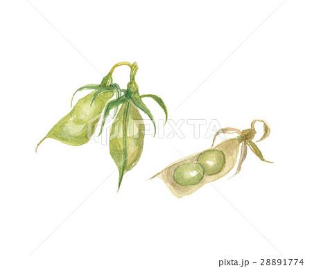 レンズ豆 さや レンズ豆 さや 28891774