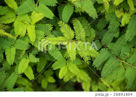 Acacia green leaves nature background top view 28891804