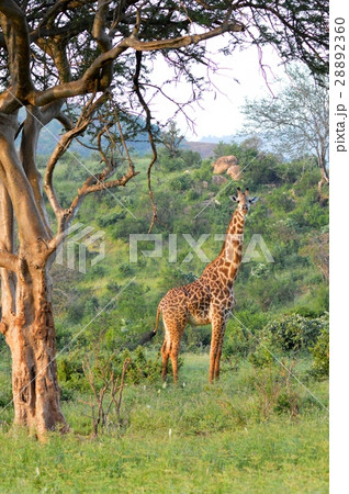 Giraffe in the savanna 28892360