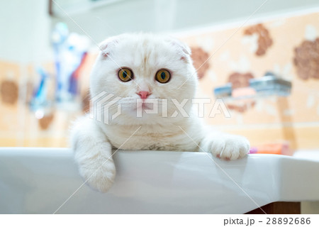 Scottish Fold kitten lying in  sink in  bathroom 28892686