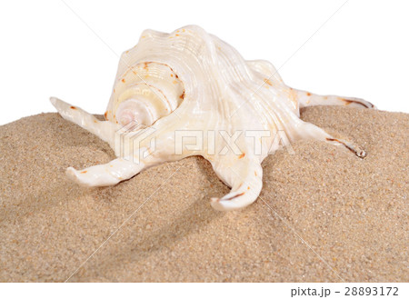 Seashell in beach sand on a white 28893172