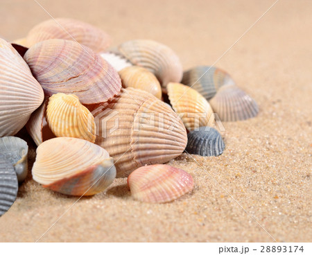 Seashells close-up in a sand Seashells close-up in a sand 28893174
