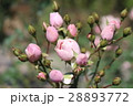 バラの蕾 28893772