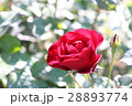 赤いバラ 28893774