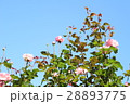 バラと青空 28893775