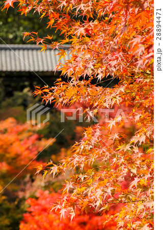 東福寺、紅葉と臥雲橋 東福寺、紅葉と臥雲橋 28894471