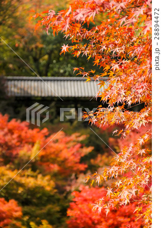 東福寺、紅葉と臥雲橋 東福寺、紅葉と臥雲橋 28894472