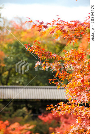 東福寺、紅葉と臥雲橋 東福寺、紅葉と臥雲橋 28894476