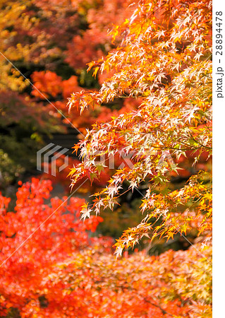 東福寺の紅葉 東福寺の紅葉 28894478