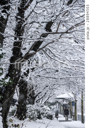 京都の町の雪景色、丸太町通に大雪 28894503