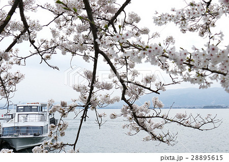 海津大崎の桜 滋賀県 海津大崎の桜 滋賀県 28895615