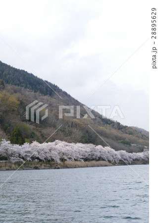 海津大崎の桜　滋賀県 28895629