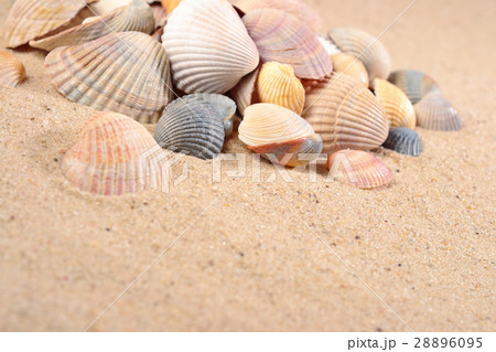 Seashells close-up in a sand 28896095