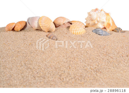 Seashells in beach sand on a white Seashells in beach sand on a white 28896118