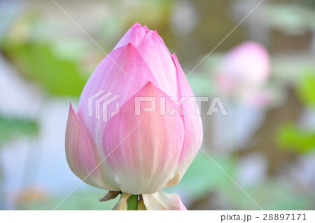 台湾 雲林 蓮池 28897171