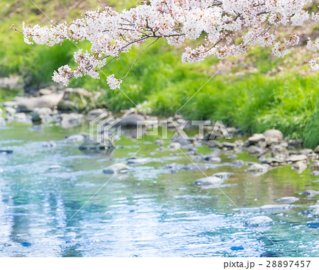 春イメージ 28897457