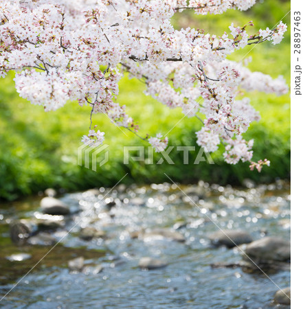 春イメージ 28897463