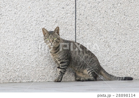 ねこ 28898114