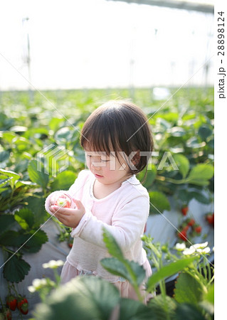 苺狩り 赤ちゃん 女性 イチゴ いちご 苺 フルーツ 果物 レジャー ビニールハウス デザート の写真素材 2124
