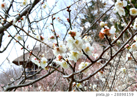 筑波山梅まつり 筑波山梅まつり 28898159