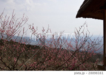 筑波山梅まつり 28898161