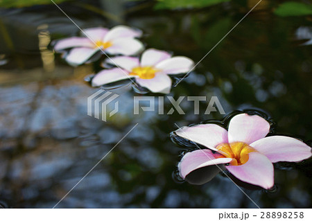 PInk Plumeria flowers floating on water PInk Plumeria flowers floating on water 28898258
