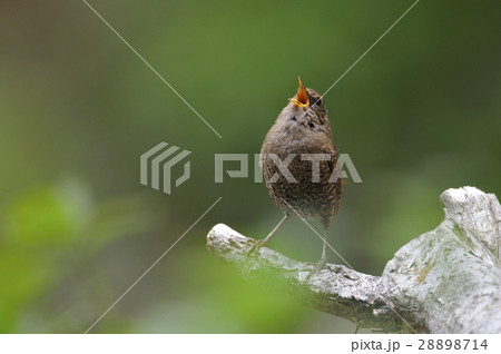 ミソサザイ（早春のさえずり） 28898714