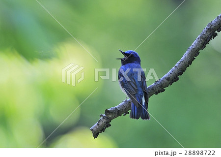 オオルリのさえずり 28898722