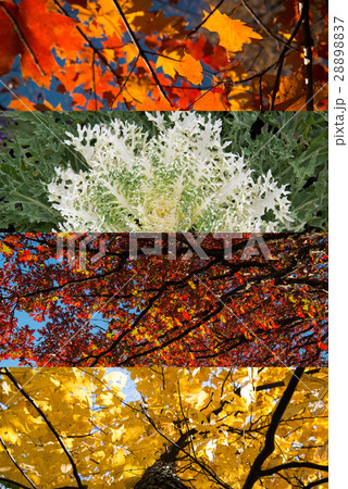 Nature Nature 28898837