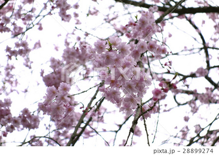馬事公苑の桜 28899274