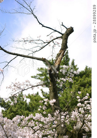 馬事公苑の桜 28899289