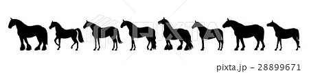 馬のバナー　シルエット 28899671