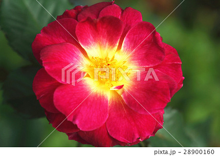 ハマナス 薔薇 バラ科 28900160