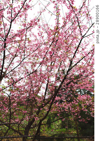 桜 さくら サクラ 28900166