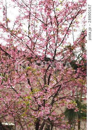 桜 さくら サクラ 28900167