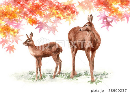 鹿の親子と紅葉のイラスト素材 0237