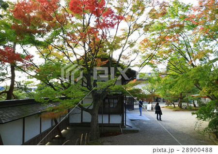 毛越寺の紅葉 毛越寺の紅葉 28900488