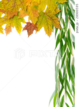 autumn maple leaves and willow branch on a white 28900595