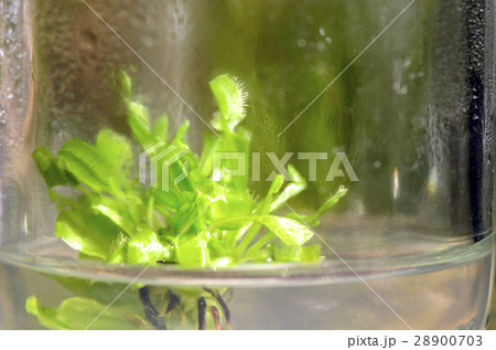 Tissue culture plant. 28900703