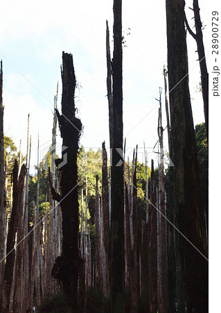 生成 編隊 形成 28900729