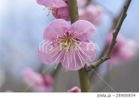 ピンク色の梅のアップ ピンク色の梅のアップ 28900834