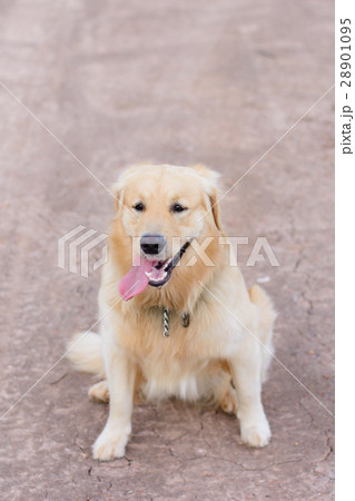 Portrait of a golden retriever dog 28901095