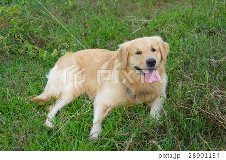 Portrait of a golden retriever in the grass 28901134