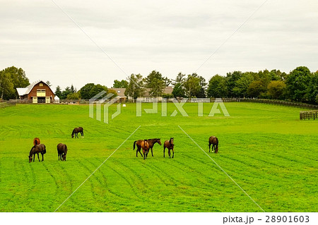 サラブレッドの育成牧場 サラブレッドの育成牧場 28901603