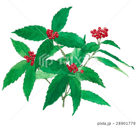 センリョウ1 28901779