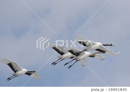 タンチョウ飛翔 red-crowned crane タンチョウ飛翔 red-crowned crane 28901840