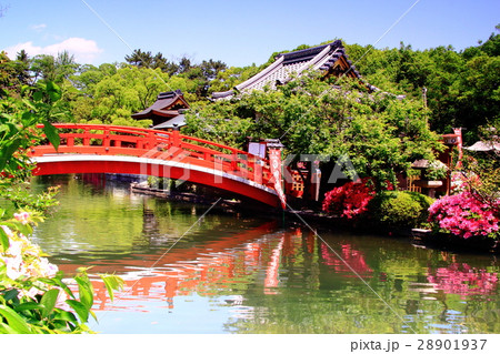 神泉苑（京都）庭園に咲く平戸つつじ 28901937