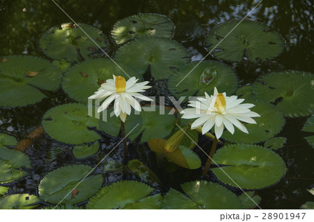 花 フラワー お花 28901947