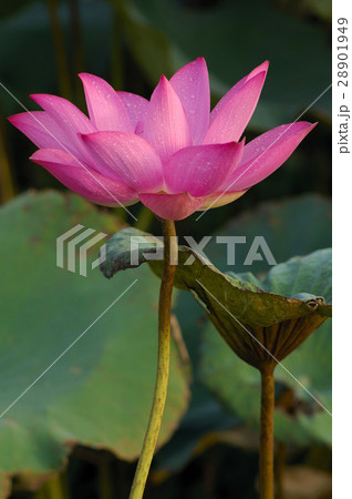 花 フラワー お花 28901949